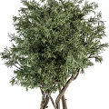 Natural Bonsai Tree With Dense Green Foliage And Artistic Branch Structure For Home Decoration