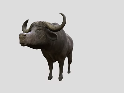 Gray Water Buffalo With Large Curved Horns Standing On Plain Background 3d model