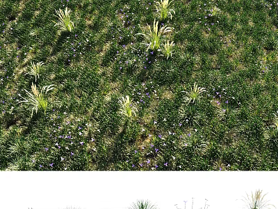 Lush Green Grassland With Diverse Blooming Flowers And Natural Plant Growth 3d model