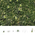 Lush Green Grassland With Diverse Blooming Flowers And Natural Plant Growth