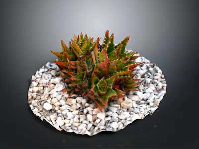 Succulent Plant with Red Green Leaves on Round White Pebble Base for Indoor Decorative 3d model