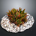 Succulent Plant with Red Green Leaves on Round White Pebble Base for Indoor Decorative