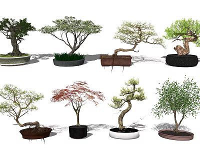 Bonsai Plants With Various Tree Styles And Decorative Pots For Indoor Decoration 3d model