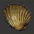 Close Up Of Shellfish With Yellowish Brown Striped Shell Spiky Edges On Dark Background