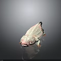 Pink And White Spotted Axolotl With Glowing Eyes Lying On Dark Background With Reflection