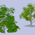 Two Arbor Trees With Lush Green Foliage Trunk And Grid Base 3D Rendering 3d model