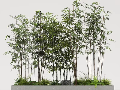 Tall Bamboo Plants With Lush Green Leaves In Natural Cluster Growth 3d model