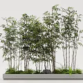 Tall Bamboo Plants With Lush Green Leaves In Natural Cluster Growth