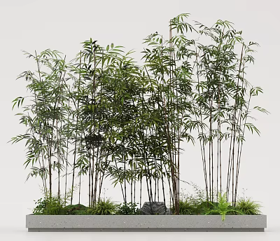Tall Bamboo Plants With Lush Green Leaves In Natural Cluster Growth 3d model