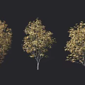 Multiple Yellow Autumn Trees With Different Shapes On Dark Background 3d model