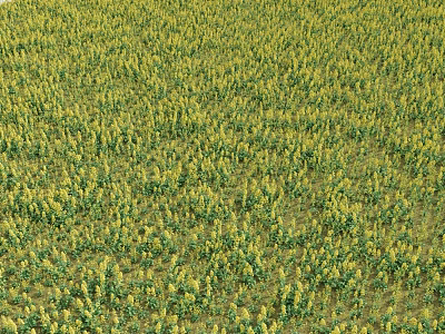 rape flower field 3d model