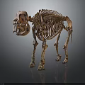 Anatomical Elephant Skeleton Structure Display For Educational Or Research Use