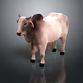 White And Dark Brown Cow Standing On Shiny Surface With Gray Background 3d model