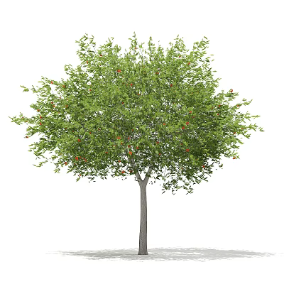 Lush Arbor With Vibrant Green Leaves And Red Fruits On Gray Trunk 3d model