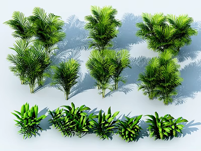 Various Palm Trees And Leafy Green Plants Arranged Neatly With Natural Shadows 3d model