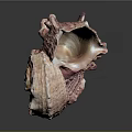 Pink and White Spiral Conch Marine Animal With Textured Surface And Natural Pattern