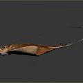 Vibrant Orange Stingray With Long Tail And Flat Body On Dark Background 3d model