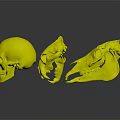 Colorful Anatomical Skull Organ Models With Hair Details On Black Reflective Background