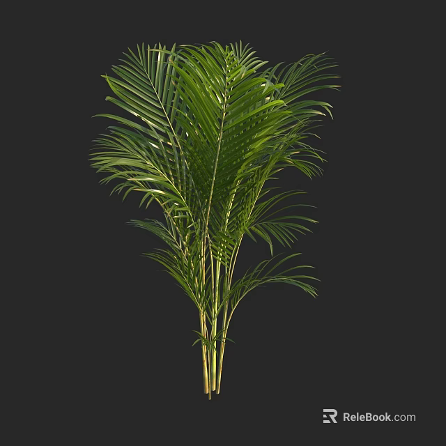 Vibrant Green Palm Plant With Long Fronds Isolated On Black Background 3d model 
