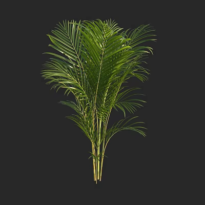 Vibrant Green Palm Plant With Long Fronds Isolated On Black Background 3d model