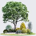 Tall Green Tree With Lush Foliage Surrounded By Various Shrubs And Plants In Garden Setting