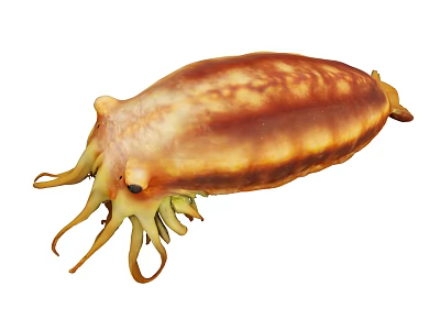 Brown And Yellow Striped Cuttlefish With Elongated Body And Tentacles 3d model