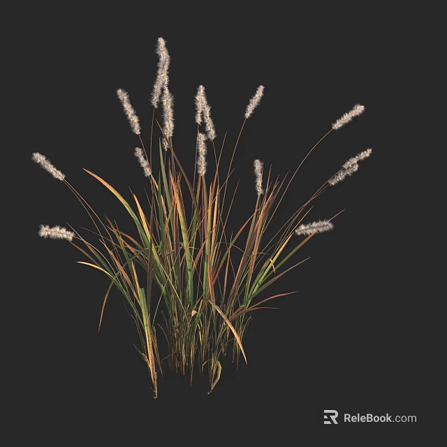 Tall Ornamental Grass With White Plumes And Slender Green Brown Foliage 3d model 