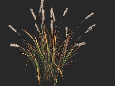 Tall Ornamental Grass With White Plumes And Slender Green Brown Foliage 3d model