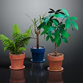 Indoor Potted Fern Palm And Green Leaf Plants In Terracotta And Blue Ceramic Pots