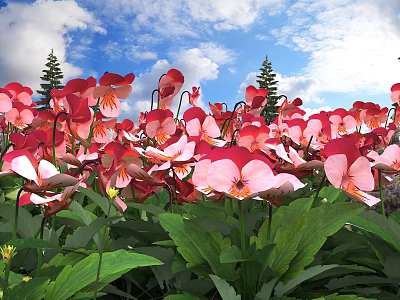 Red and Pink Pansies with Green Leaves Under Blue Sky and Pine Trees 3d model