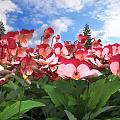 Red and Pink Pansies with Green Leaves Under Blue Sky and Pine Trees