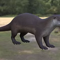 Playful Otter With Thick Brown Fur And Long Tail In Forest Riverbank Habitat