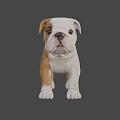 Realistic Brown And White Bulldog Puppy 3D Model With Standing Pose