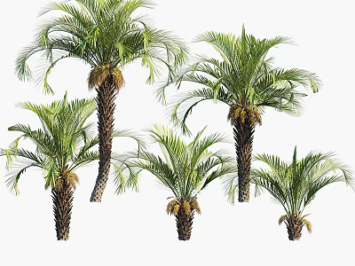 Multiple Palm Trees With Green Fronds And Tall Trunks In Various Sizes 3d model