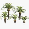 Multiple Palm Trees With Green Fronds And Tall Trunks In Various Sizes 3d model