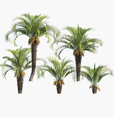 Modern Coconut Tree Tropical Coconut Tree Palm Tree Landscape Tree Plant Trees Street Tree Courtyard Garden Tree 3d model