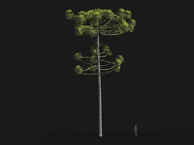 Tall Tree With Straight Trunk Dense Foliage And Human Figure For Scale 3d model