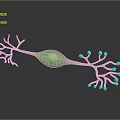 Medical Device 3D Neuron Model With Green Cell Body Yellow Nucleus Blue Synapses