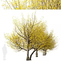 Vibrant Arbor Tree With Yellow Spring Leaves And Lush Spreading Branches 3d model