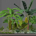 Lush Banana Plants With Large Green Leaves Against Gray Wall And Surrounding Small Plants