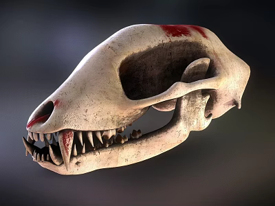 Detailed Animal Skull With Sharp Fangs And Red Marks On Bone Surface 3d model
