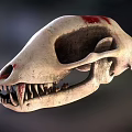 Detailed Animal Skull With Sharp Fangs And Red Marks On Bone Surface
