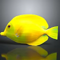 Bright Yellow Fish With Red Eyes And Yellow Fins On Dark Background With Reflection
