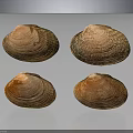 Four Brown Textured Clam Shells On Gray Background With Reflections 3d model