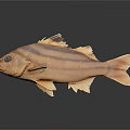 Striped Brown Fish with Yellow Fins and Tail Swimming on Dark Background with Reflection