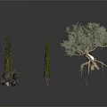 Collection of Various Plants Including Cypress Trees Olive Tree Dry Branches and Tree Roots
