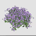 Vibrant Purple Flowers With Green Leaves In Lush Blooming Cluster For Garden