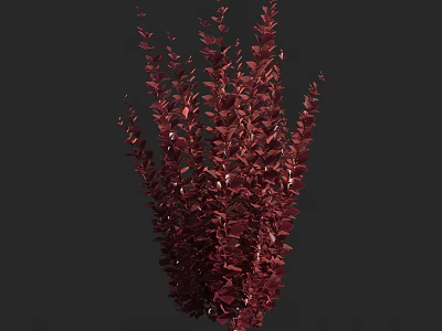 Red Bushy Plants With Lush Dense Foliage And Vibrant Leaves 3d model