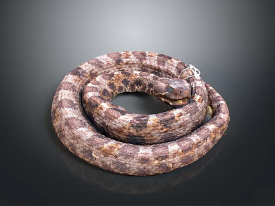 Coiled Brown And White Patterned Snake With Scales On Dark Background 3d model