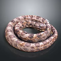 Coiled Brown And White Patterned Snake With Scales On Dark Background 3d model